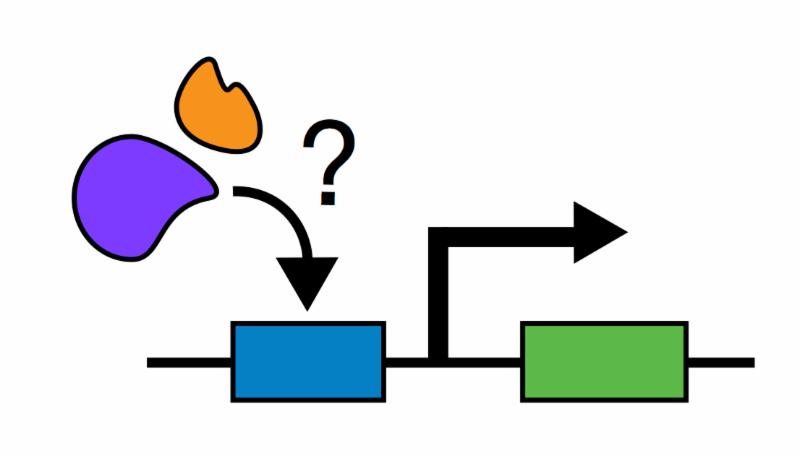 Inducible expression